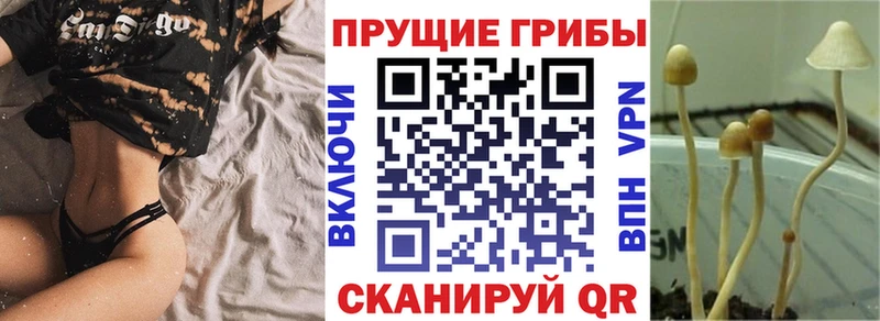 darknet телеграм  мега ссылка  Морозовск  что такое   Псилоцибиновые грибы GOLDEN TEACHER 